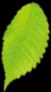 Decorative leaf