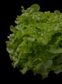 Decorative lettuce